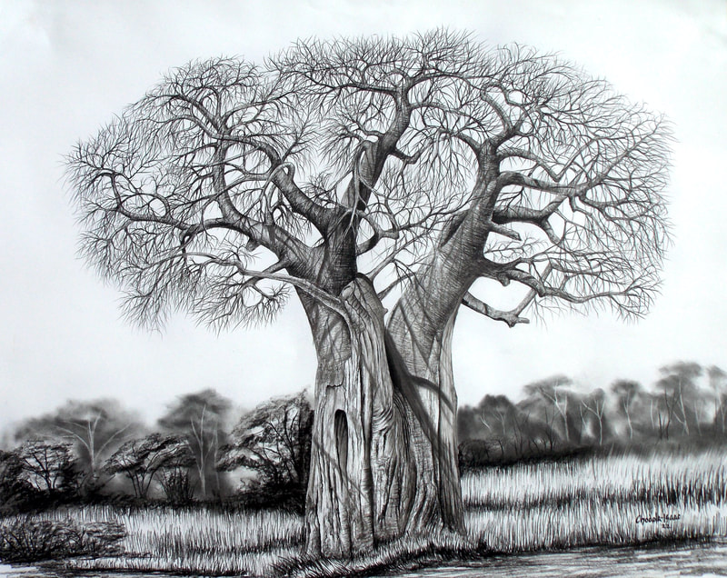 Baobab Tree
Charcoal on paper, 30x24 inches